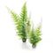 biOrb Winter Fern Aquarium Plant Pack - Set of 2 (46066)