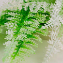 biOrb Winter Fern Aquarium Plant Pack - Set of 2 (46066)