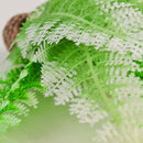 biOrb Winter Fern Aquarium Plant Pack - Set of 2 (46066)