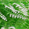 biOrb Winter Fern Aquarium Plant Pack - Set of 2 (46066)